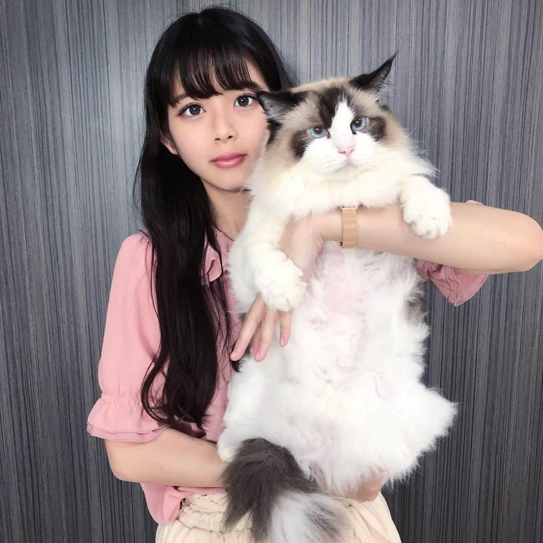 Sagiri Kitayamaさんのインスタグラム写真 - (Sagiri KitayamaInstagram)「アルちゃ～ん❤こっち向いてー🥰  #アルテイシア  #ラグドール #ragdoll #ノルウェージャンフォレストキャット #ノルウェージャン #norwegianforestcat #norwegian #neko #ねこ #ねこ部 #ネコ #猫 #猫部 #cat #catstagram #catlover #catsofinstagram #instacat #kitty #ふわもこ部 #耳毛部」7月26日 19時25分 - rererurerurela