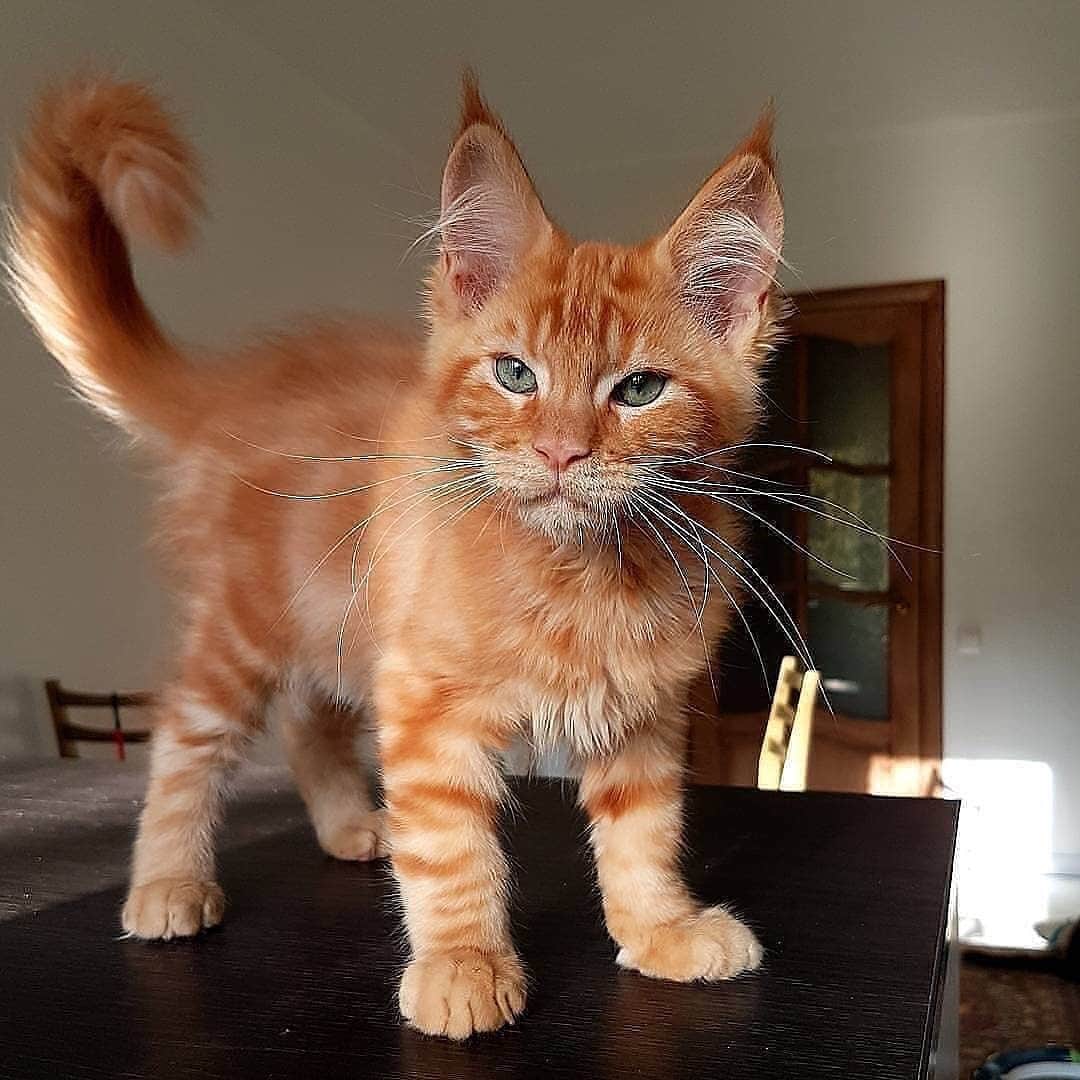 Cute Pets Dogs Catsさんのインスタグラム写真 - (Cute Pets Dogs CatsInstagram)「Ginger cat 😍  From @palmiracoo Support our page with a ❤️ . . From @kittens_of_world #kittens_of_world and notifications ON to be featured 😸#kitty #cats #kitten #kittens #kedi #katze #แมว #猫 #ねこ #ネコ #貓 #고양이 #Кот #котэ #котик #кошка #chat #neko #gato #gatto #meow #kawaii #nature #pet #animal #instacat #instapet #mycat #catlover」7月26日 19時51分 - dailycatclub
