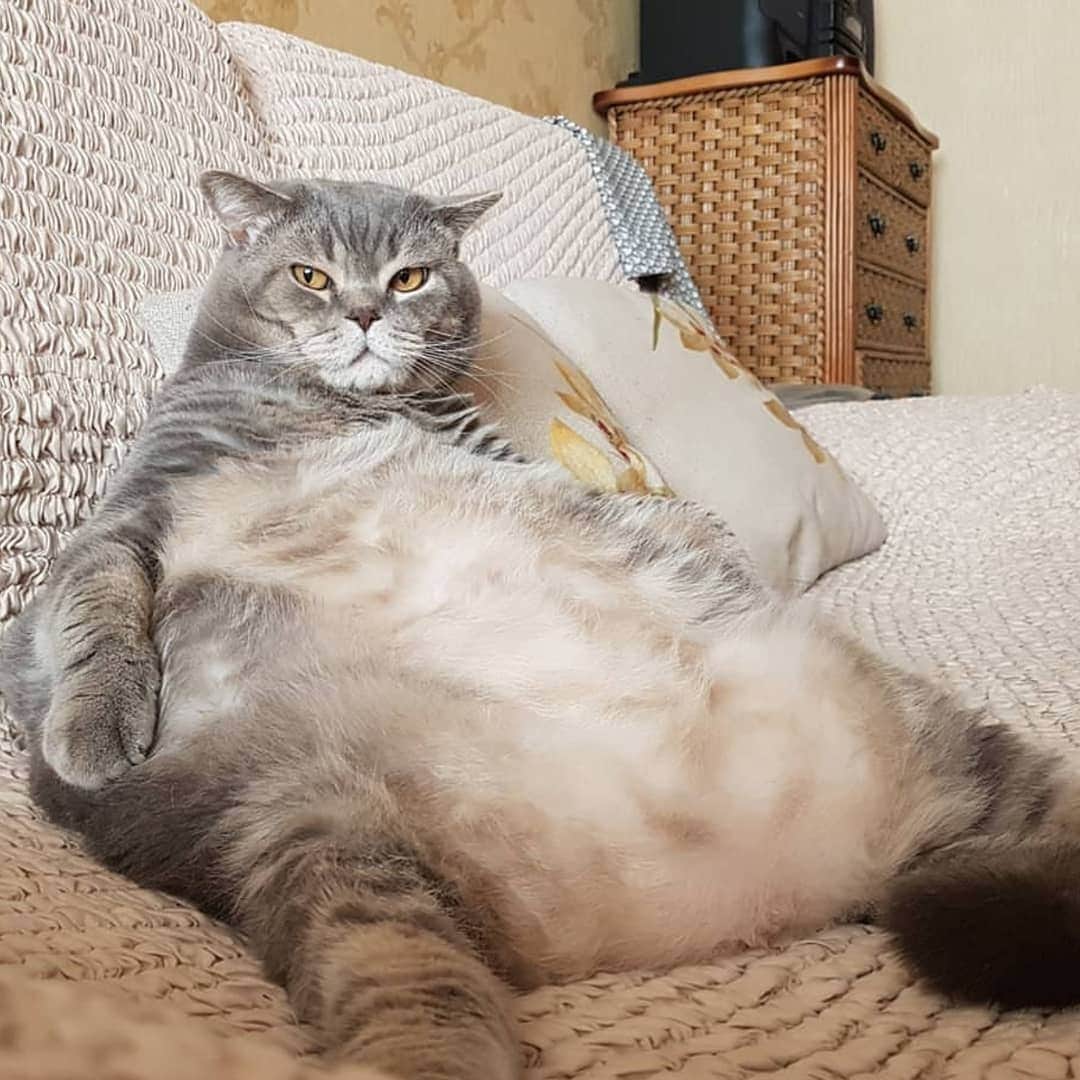 CatStockerのインスタグラム：「Hello! #catstocker is here!  Follow our FURRriend @nikulinyuri  Scroll right for more pictures 👉 . . . . . . #cat #neko #mačka #chat #kočka #котка #kotek #kot #кіт #mače #кошка #кот #katze #gato #gatto #kissa #kattunge #猫 #고양이 #貓 #kedi #köttur #kissanpentu #חתול #кішка #kedicik #кошеня #gattino #子猫」