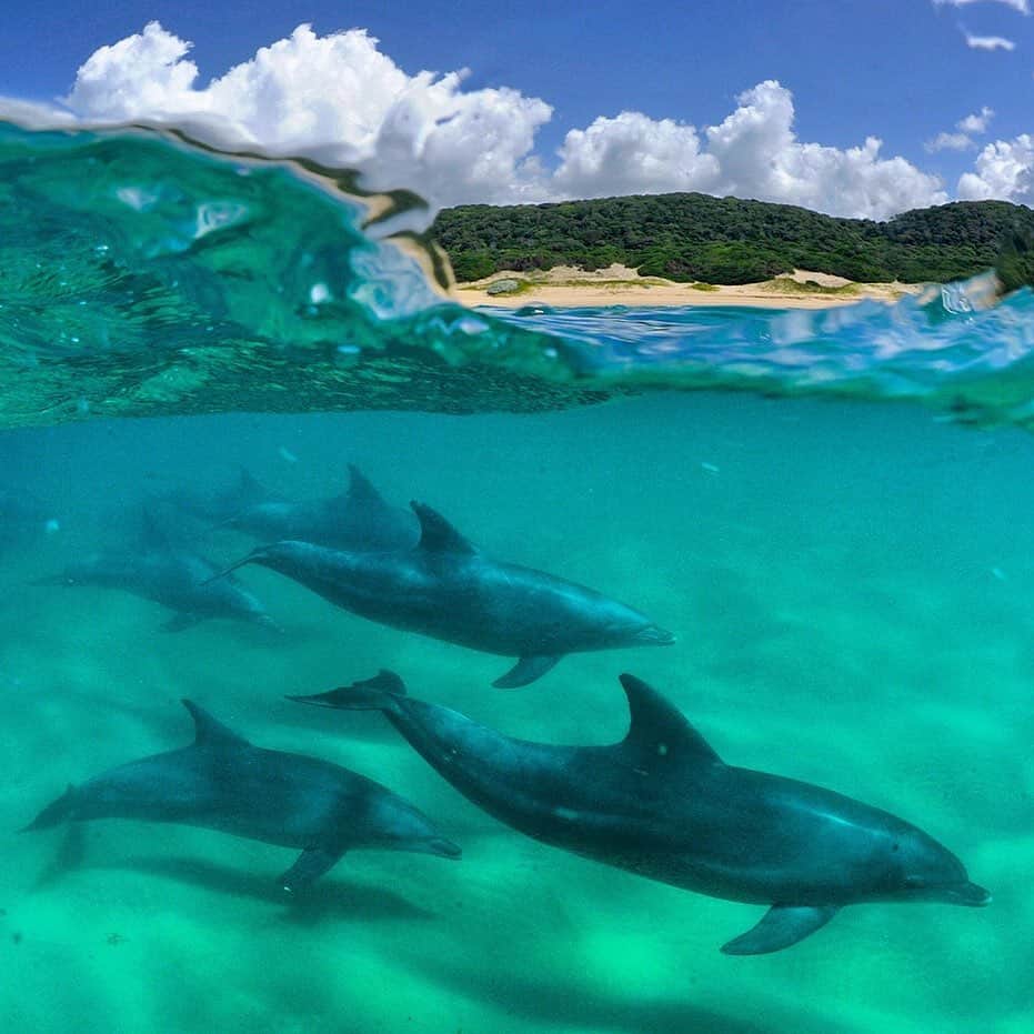 Thomas Peschakのインスタグラム：「If these Indo-Pacific bottlenose dolphins were people they would need passports! This pod regularly crosses the border between South Africa and Mozambique. The proclamation of Africa's first trans-frontier marine reserve in 2008 meant that their habitat is protected by official legislation and a co-management process on both sides of the border. #mozambique #dolphins #marinereserves #indianocean #conservation」