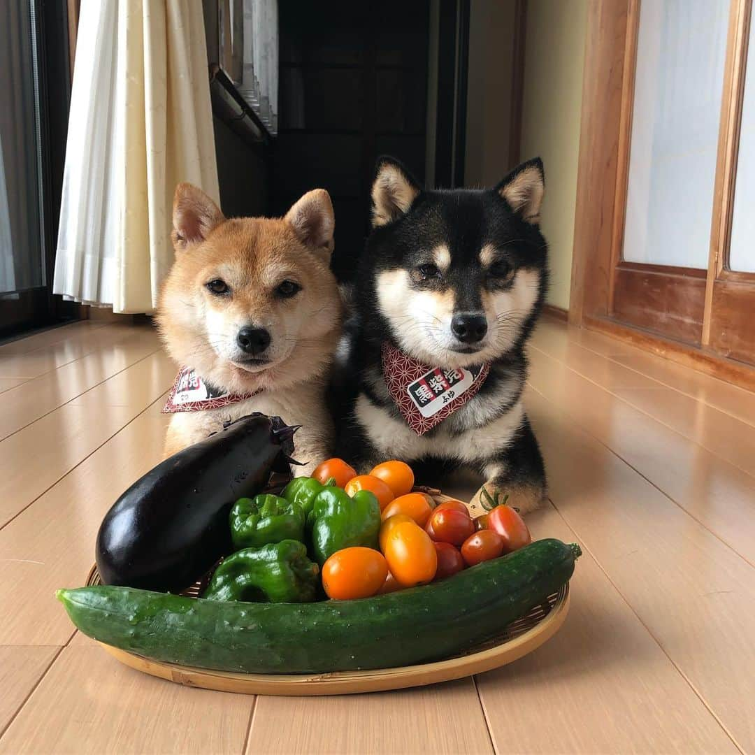 豆柴なつ&ふゆさんのインスタグラム写真 - (豆柴なつ&ふゆInstagram)「Harvest of summer vegetables😊❤️ 夏野菜がたくさん穫れました😊❤️ #柴犬#shiba #shibainu #shibastagram #shibamania #新鮮#豆柴#癒し #家庭菜園#仲良し #pecoいぬ部#doglove #harvest #dogstagram #dogoftheday #かわいい#instashiba #fresh#🐕📷 #ふわもこ部#love#収穫#vegetable#犬#instacute #柴#proudshibas #cutepets #野菜 #夏野菜」7月26日 21時02分 - mameshiba.natsuinu56