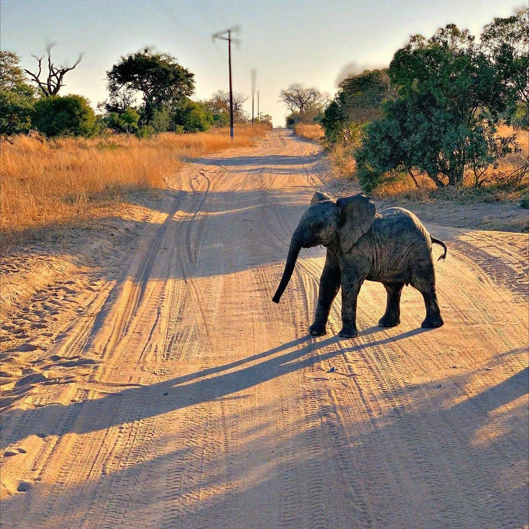 Giovanna Ewbankさんのインスタグラム写真 - (Giovanna EwbankInstagram)「Se isso não é uma benção de Deus, eu não sei oq eh! Obrigada obrigada obrigada meu Deus...a natureza é muito perfeita!!! ❤️❤️❤️🌍🐘 @sabisabireserve @hiphotels @behappyhoneymoon #BushLodge #sabisavireserve #sabisabi #behappyviagens #behappyfamily」7月26日 21時12分 - gioewbank