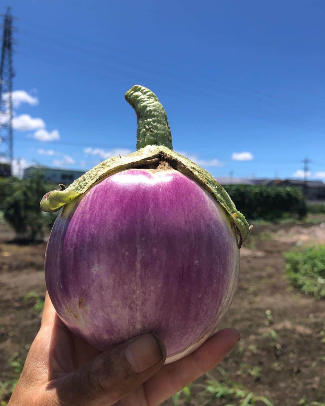 加藤紀子のインスタグラム：「汗と引き換えに手にしたのは🍆 #ロッサビヤンコという名のナス #型くずれしにくいのにトロトロになるうまトロナス #今日の畑 #カトノリ農園 #畑からこんにちは #畑の野菜 #汗はかくためにあるものなんですか」