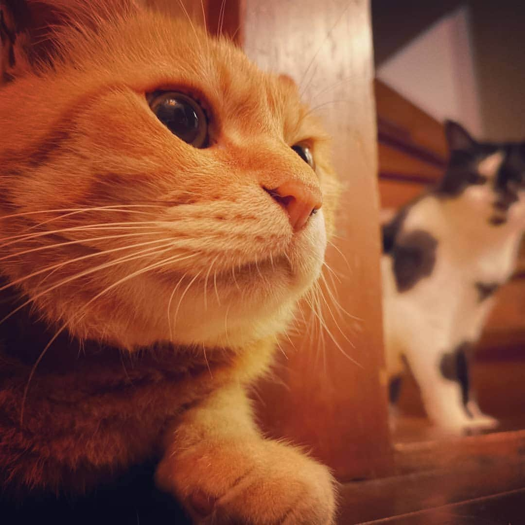 リアド偉武さんのインスタグラム写真 - (リアド偉武Instagram)「😺😎😺 #orangetabbyhimawari  #blackandwhitecatbon」7月26日 22時02分 - ibriad_alexandros