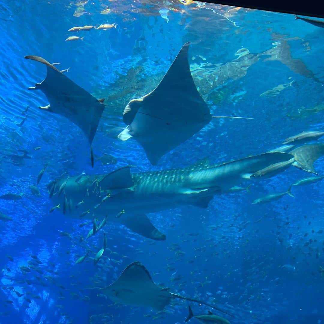 真樹麗子さんのインスタグラム写真 - (真樹麗子Instagram)「@美ら海水族館  #ジンベイザメのフィーディングタイムは圧巻 #ダイソン並みの吸引力 #ジンベイザメのお食事タイム  #ジンちゃんベイちゃん #美ら海水族館 #沖縄#沖縄旅行#夏休み#summervacation#真樹麗子の旅gram」7月26日 22時03分 - makiofficial_0718