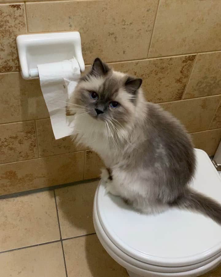 Tinaのインスタグラム：「Errday! 🤦🏻‍♀️」