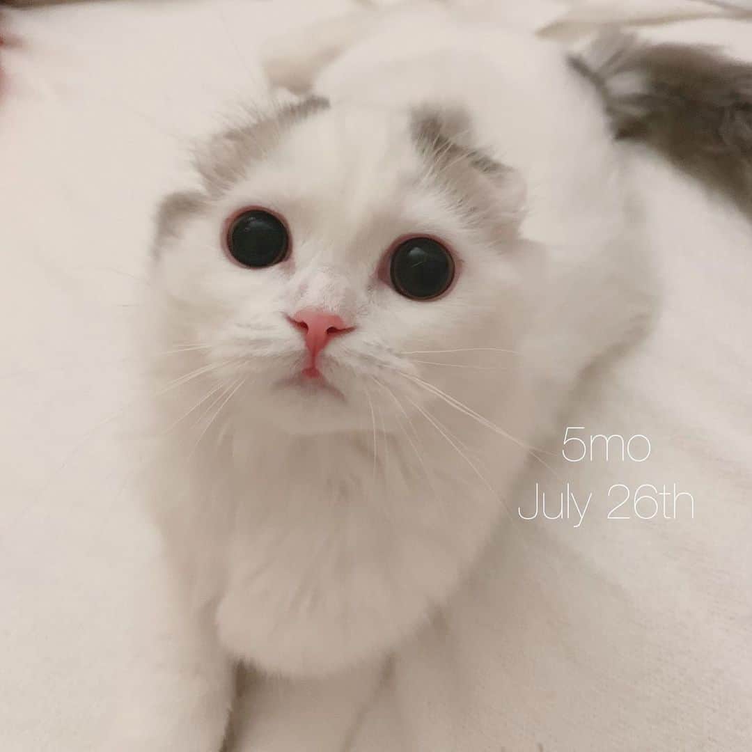 のんたのインスタグラム：「ぱんちゃん今日で生後5ヶ月になりました！ 来月末には避妊手術です。早いなぁー ・ #scottishfold #catstagram_japan #catsofinstagram #cats_of_instagram#catoftheday #ilovemycat #bestmeow #catlover #cutecat #kittensofinstagram #cute #スコティッシュフォールド#5monthsold #スコティッシュフォールド子猫」