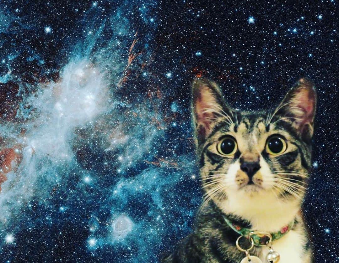 takegaeruのインスタグラム：「一部で有名な宇宙猫🐱🌌 てんちゃんデビュー😚 #宇宙猫 #spacecat  #猫 #cat #よもねこ #よもぎねこ #キジトラ #きじとら」