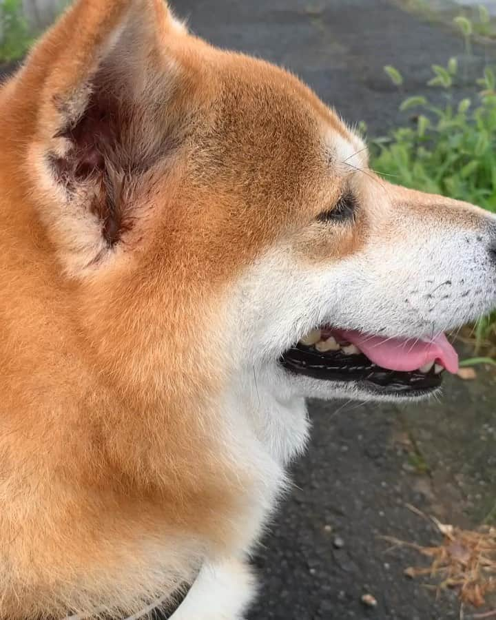 shibainu berryのインスタグラム