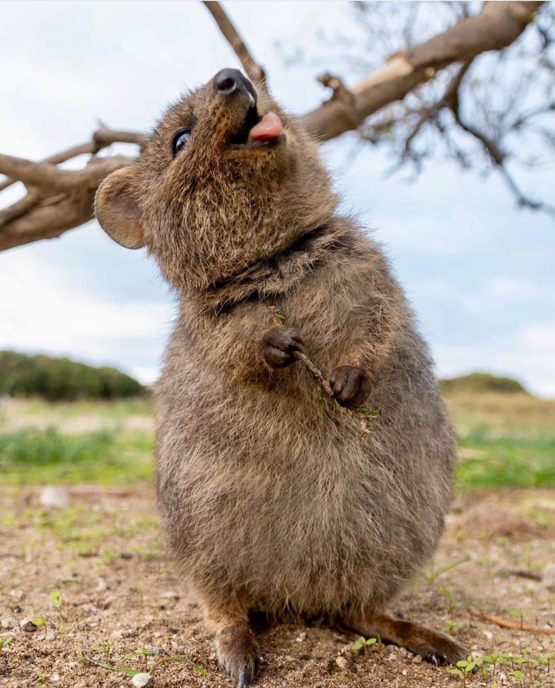 Wonderful Placesさんのインスタグラム写真 - (Wonderful PlacesInstagram)「How adorable is this quokka!!! Tag your cute friends!!! 😍😍😍 . Pictures by ✨✨@cruzysuzy✨✨ #wonderful_places for a feature ❤️」7月26日 23時54分 - wonderful_places