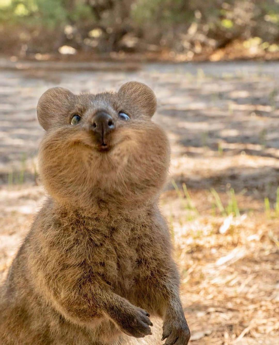 Wonderful Placesさんのインスタグラム写真 - (Wonderful PlacesInstagram)「How adorable is this quokka!!! Tag your cute friends!!! 😍😍😍 . Pictures by ✨✨@cruzysuzy✨✨ #wonderful_places for a feature ❤️」7月26日 23時54分 - wonderful_places