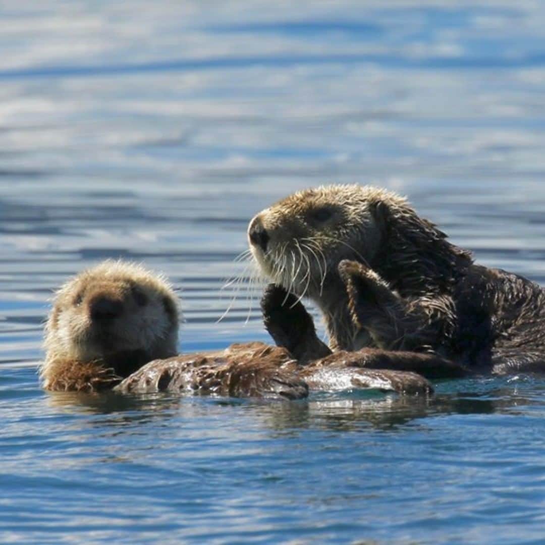 アメリカ内務省さんのインスタグラム写真 - (アメリカ内務省Instagram)「You deserve a smile today. Here’s a momma sea otter floating with her pup at Alaska Maritime National Wildlife Refuge. Photo by Marc Webber, U.S. Fish and Wildlife Service.」7月27日 0時20分 - usinterior