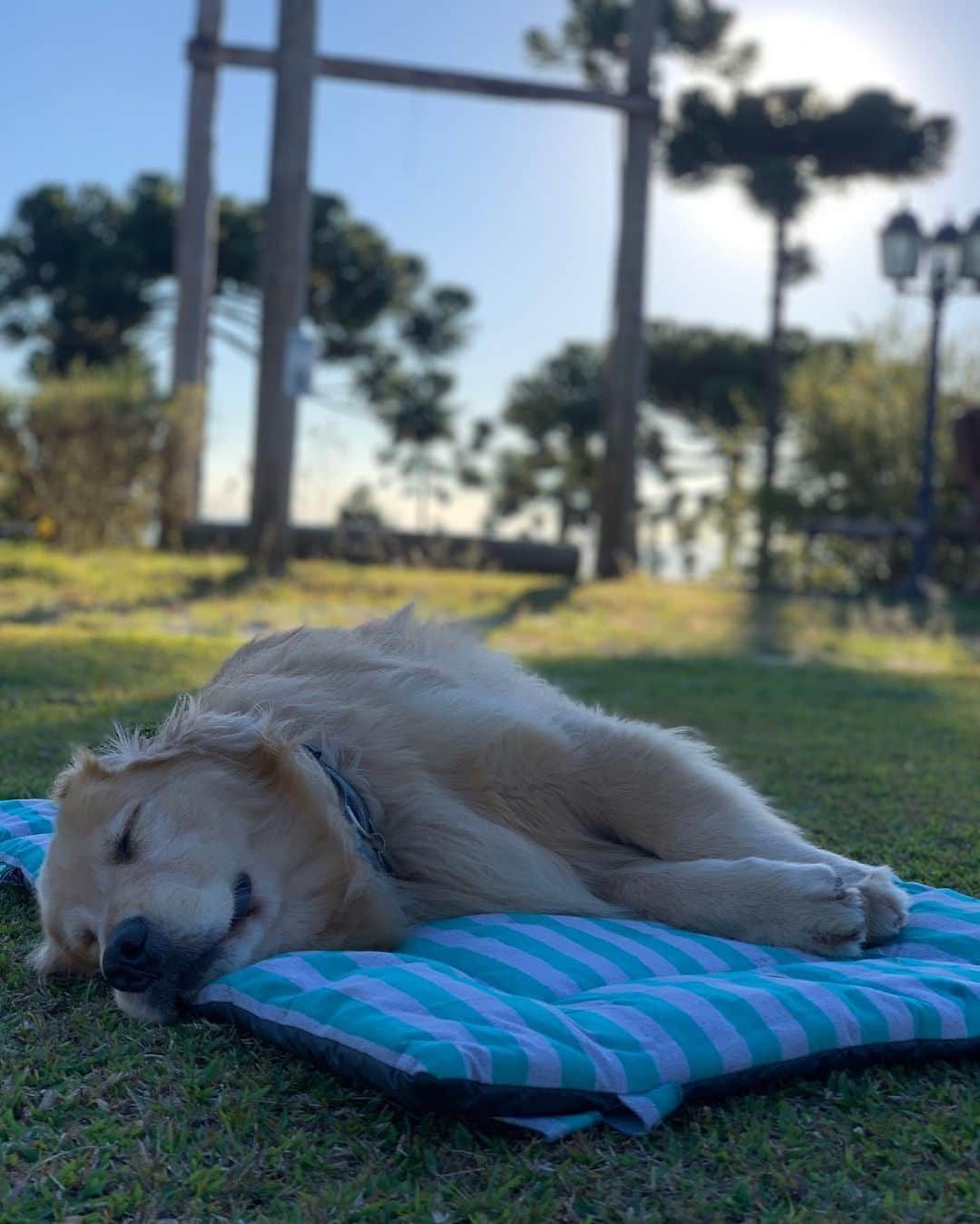 Bobさんのインスタグラム写真 - (BobInstagram)「Um pouco de B&M pra tarde de vocês!!! 😃 Qual é sua foto preferida nessa sequência ? 🤔 #goldenretriever #goldenretrievers #goldenretrieverlovers #dogs #dogsofinstagram #pets #petstagram #instapet #instagrammers #vejasp #petbamboo #gudfriends #saopaulo #brasil」7月27日 0時20分 - bob_marley_goldenretriever