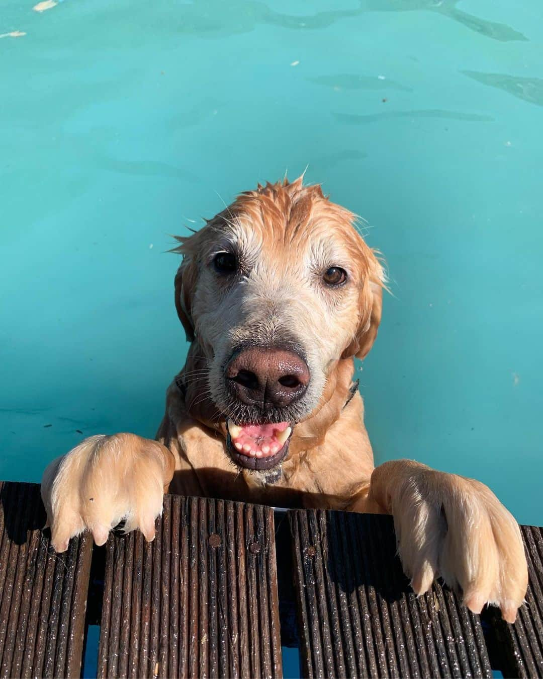 Bobさんのインスタグラム写真 - (BobInstagram)「Um pouco de B&M pra tarde de vocês!!! 😃 Qual é sua foto preferida nessa sequência ? 🤔 #goldenretriever #goldenretrievers #goldenretrieverlovers #dogs #dogsofinstagram #pets #petstagram #instapet #instagrammers #vejasp #petbamboo #gudfriends #saopaulo #brasil」7月27日 0時20分 - bob_marley_goldenretriever