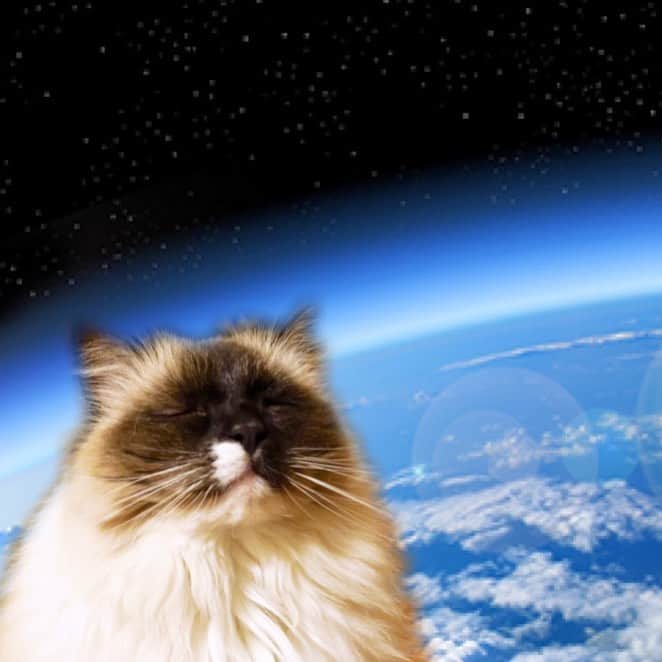 takegaeruのインスタグラム：「ランちゃんマンは交信中、、、😑 #宇宙猫 #spacecat  #cat #猫 #ragdoll #ラグドール #ホワイトポッチーズ」