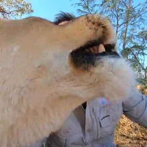 Kevin Richardson LionWhisperer のインスタグラム