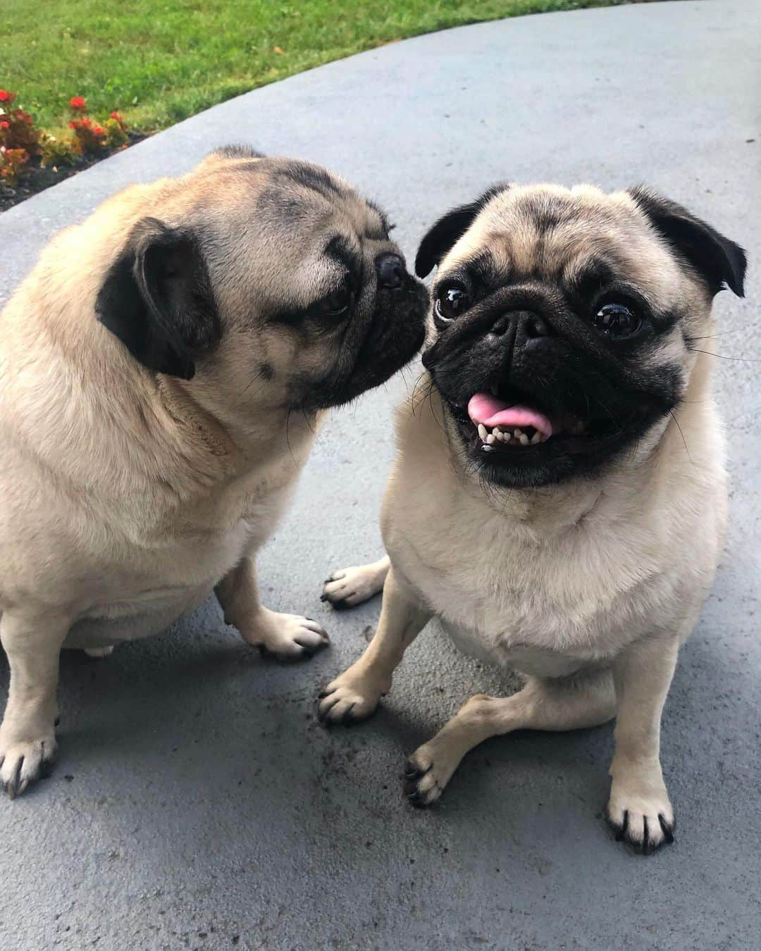 itsdougthepugさんのインスタグラム写真 - (itsdougthepugInstagram)「“Hey little mama let me whisper in ur ear” -Doug」7月27日 0時41分 - itsdougthepug