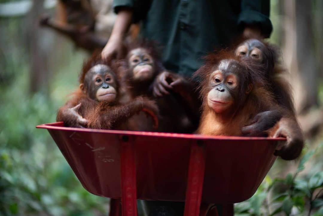 Jackson Harriesさんのインスタグラム写真 - (Jackson HarriesInstagram)「A group of baby Orangutan are carried in a wheelbarrow on their way back from jungle school. Most of the babies in the care of @bosfoundation have been orphaned and rely on human surrogate mothers to teach them to climb, forage and fend for themselves. This can take up to eight years before they’re released back into the wild. 📷:@aliceaedy」7月27日 1時17分 - jackharries
