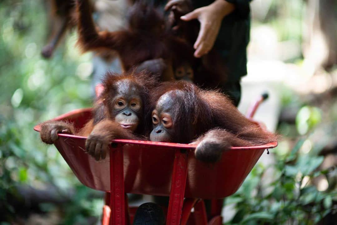 Jackson Harriesさんのインスタグラム写真 - (Jackson HarriesInstagram)「A group of baby Orangutan are carried in a wheelbarrow on their way back from jungle school. Most of the babies in the care of @bosfoundation have been orphaned and rely on human surrogate mothers to teach them to climb, forage and fend for themselves. This can take up to eight years before they’re released back into the wild. 📷:@aliceaedy」7月27日 1時17分 - jackharries