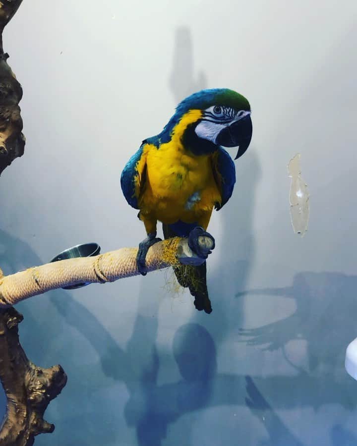松阪ゆうきのインスタグラム：「ちゃんとお辞儀をする オウムを🦜仕事帰りにペットショップ？で見てきました（笑）  他にもウサギとか🐇 カメレオンとか熱帯魚🐠とかいっぱいいた^ ^  動物ってかわいいし飼いたいとは思うけど、 家を空ける事も多いから無理よなあ。  ちゃんと挨拶🤝してくれました。  #オウム #可愛い #挨拶 #してくれる #instalike #instalove」
