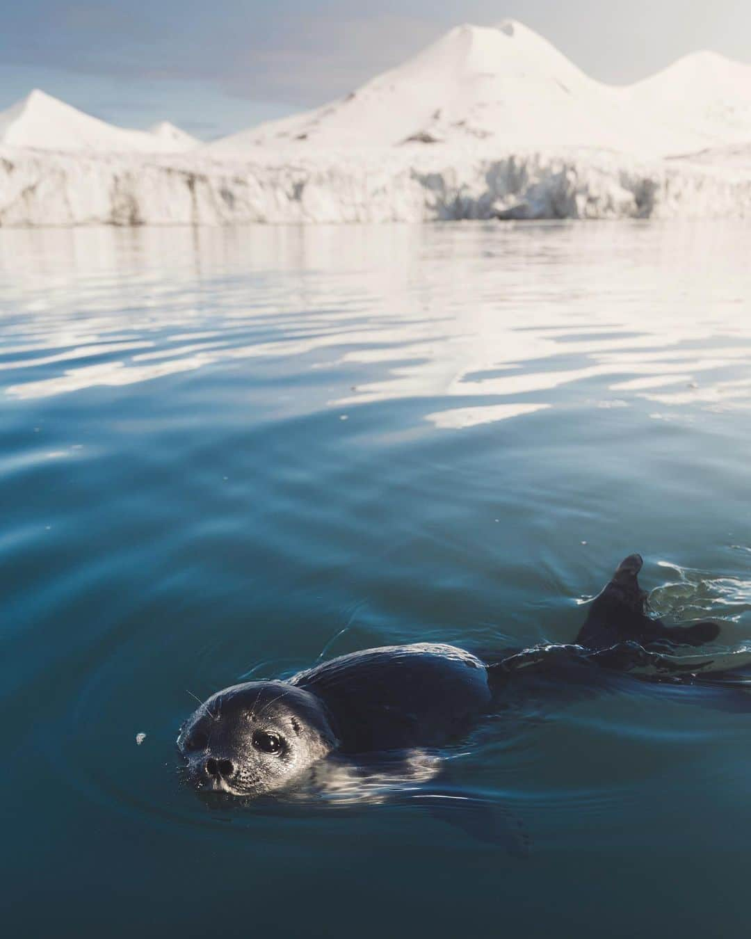 Discoveryさんのインスタグラム写真 - (DiscoveryInstagram)「“A baby seal came to say hi!” ❤️ 📸 + caption by Fernando O'Farrill (@fernando_ofarrill) . . . . #photography #photooftheday #explore #naturephotography #nature #potd #travelIG #wow #natureIG #explore #travelgram #wildlifeIG #Svalbard #seal #babyseal #sharkweek」7月27日 1時39分 - discovery