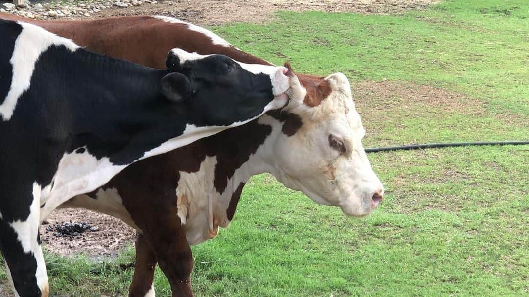 スミソニアン国立動物園さんのインスタグラム写真 - (スミソニアン国立動物園Instagram)「For a truly moo-ving experience at the Zoo, come on down to the Kids' Farm! (Just ask Magnolia 🐄 and Rose 🐂.) Our dedicated keepers + ​@fonznationalzoo volunteers pass on their passion for conservation to future generations + their families! 📽️ VIDEO: s.si.edu/2Gw2ylE. #NZKW2019」7月27日 1時50分 - smithsonianzoo