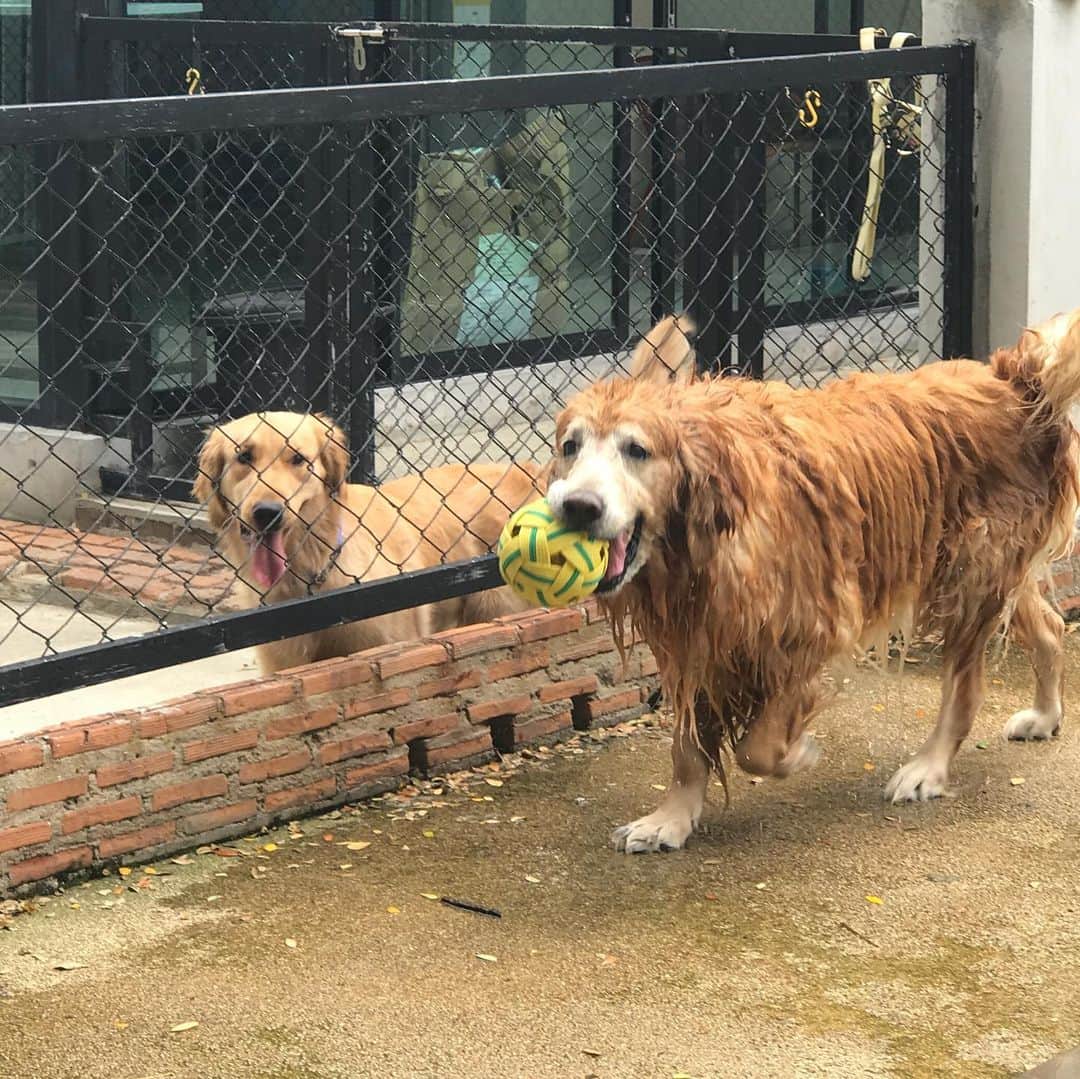 Hoykong&Plamuekのインスタグラム：「Happy Saturday #hoykong #summerdogpool #plamuek_westies」