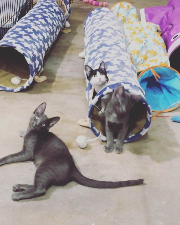 ミランダ・コスグローヴのインスタグラム：「The three brothers from the litter of kittens I found and fostered for the last two months are officially up for adoption. Mel (all gray), Larry (black and white), and Max (gray with a white spot on his chest) are up for adoption through @kittenrescuela. If you’re interested and live in the la area you can go to the link in my bio to fill out an application 🐱I love these guys and hope they get amazing homes 💕」