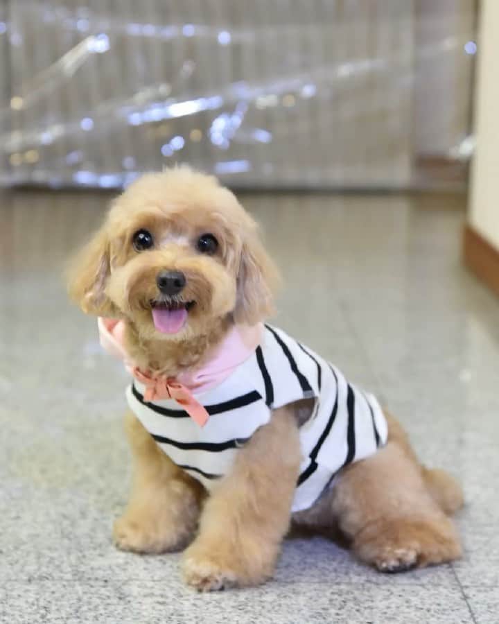のインスタグラム：「📆 (27Jul19) 😁Here’s my trials on the #invisiblechallenge 🙌❤️friends, join in the fun too! #happyweekend #dogtraining #dogtricks #truffleleetricks」