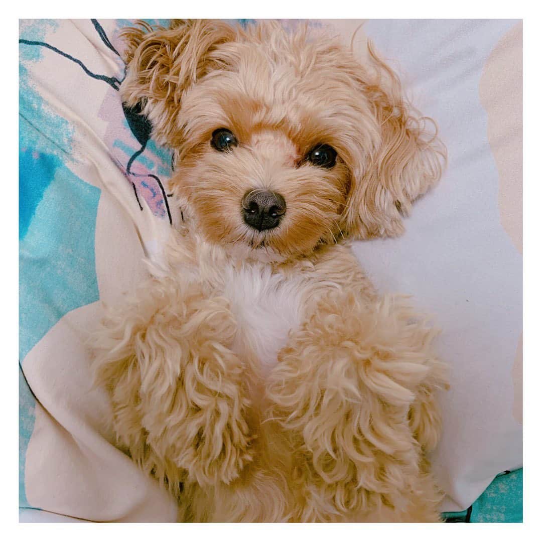 のインスタグラム：「モハ🧡🧡🧡 ふわふわのところが好きらしい🐶  #マルプー #マルチーズ #トイプードル #mix犬  #犬なしでは生きていけません会  #犬のいる暮らし #犬は家族  #犬のいる生活  #いぬすたぐらむ  #いぬのきもち  #いぬ部  #いぬすた  #いぬ🐶  #わんすたぐらむ  #dog  #dogstagram  #doglovers  #dogoftheday  #instadog  #family  #love  #loveislove」