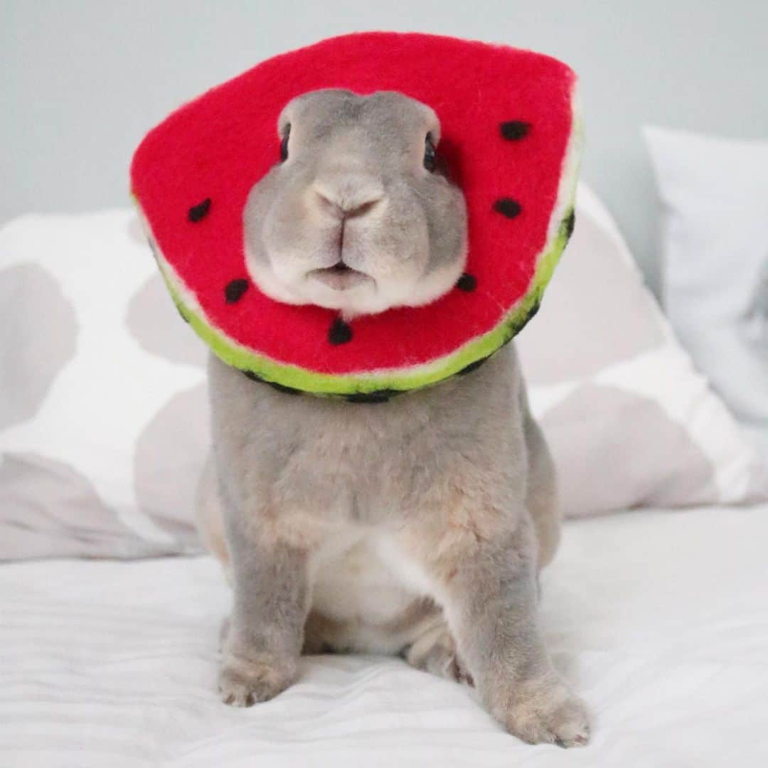 Kayoのインスタグラム：「🍉スイカの日🍉 ドヤ顔のスイカにベッド占領されている。」