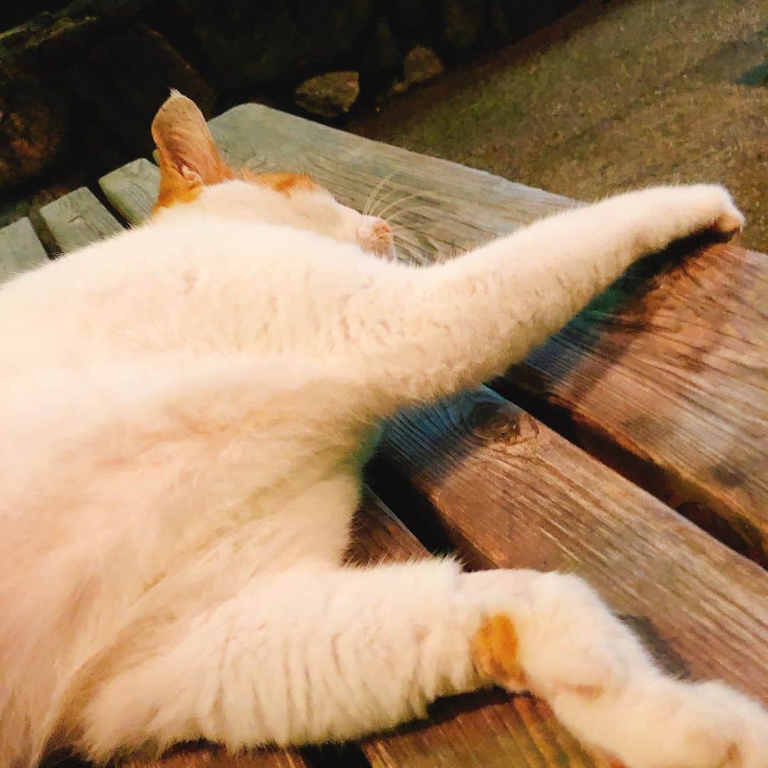 ホテル宮島別荘のインスタグラム：「こんにちは🌞ホテル宮島別荘の石光です。 夜、散歩を🚶‍♂️していたら猫を見つけました！人懐っこい猫🐈で抱っこされてくれたり、体をスリスリしてきてとても可愛い💕猫くんでした！運が良ければ会えるかも⁉️ #広島#宮島#宮島別荘#ホテル宮島別荘#にゃんこ#猫#スリスリ」
