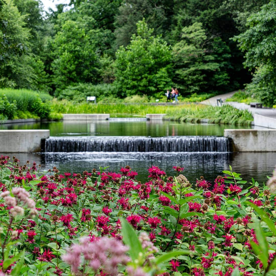 ニューヨーク植物園さんのインスタグラム写真 - (ニューヨーク植物園Instagram)「In the Native Plant Garden, summer is the time to get out and explore the plants that call New York home, and you might be surprised at what you find. From lush, sun-dappled ferns under the trees, to carnivorous pitcher plants (#Sarracenia), to the swallowtail butterflies feeding on butterfly weed (#Asclepias), it's a must-see stop at the height of the seasonal greenery. This is #WhatsBeautifulNow. #plantlove」7月27日 4時20分 - nybg