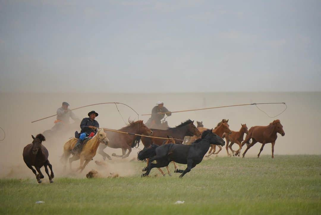 Michael Yamashitaさんのインスタグラム写真 - (Michael YamashitaInstagram)「Horse wrangling, Mongolian style at the Naadam Grasslands Festival in Xilinhot, Inner Mongolia. Celebrating the end of the harvest season, Naadam takes place annually over a 6 week period in July and August. Mongol cowboys compete in traditional sports of wrestling, archery, horse racing and riding events such as this one. Captured with the new Sony #A7RIV + new 200-600mm G OSS lens.  #innermongolia #mongolian #cowboys #mongolianhorse #naadam」7月27日 4時26分 - yamashitaphoto