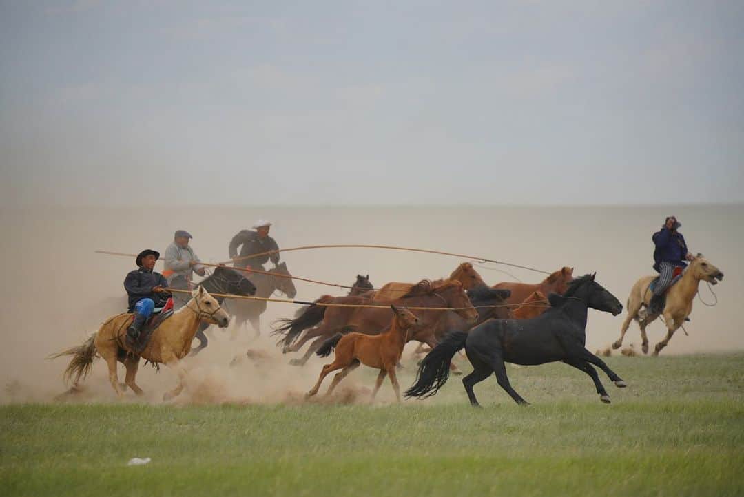 Michael Yamashitaさんのインスタグラム写真 - (Michael YamashitaInstagram)「Horse wrangling, Mongolian style at the Naadam Grasslands Festival in Xilinhot, Inner Mongolia. Celebrating the end of the harvest season, Naadam takes place annually over a 6 week period in July and August. Mongol cowboys compete in traditional sports of wrestling, archery, horse racing and riding events such as this one. Captured with the new Sony #A7RIV + new 200-600mm G OSS lens.  #innermongolia #mongolian #cowboys #mongolianhorse #naadam」7月27日 4時26分 - yamashitaphoto