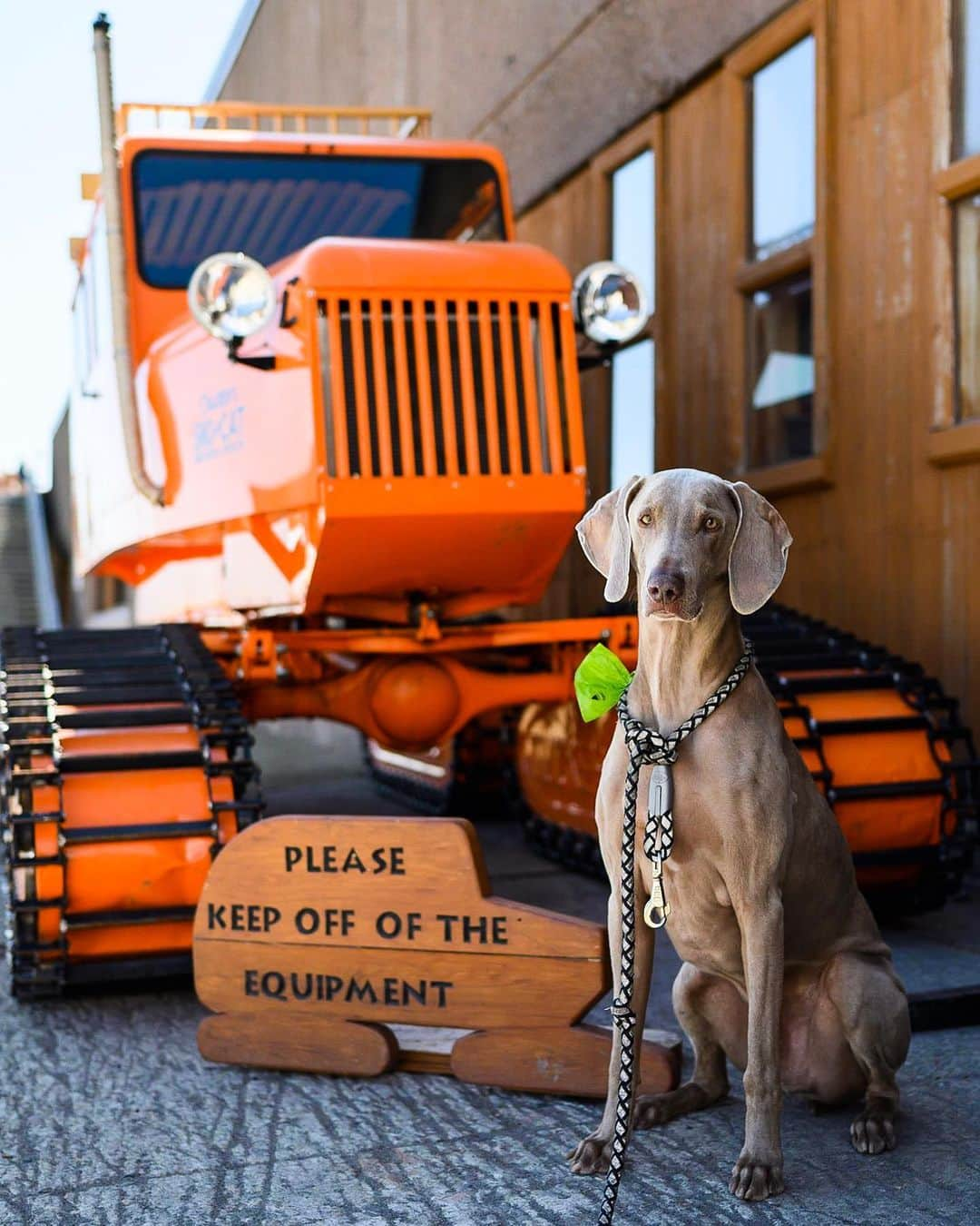 The Dogistさんのインスタグラム写真 - (The DogistInstagram)「Francis, Weimaraner (6 y/o), Timberline Lodge, Government Camp, OR • “We were on the Sandy River and he rolled in something. Now he’s going commando.”」7月27日 5時12分 - thedogist