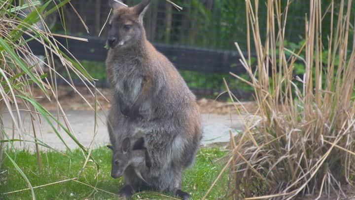 スミソニアン国立動物園のインスタグラム