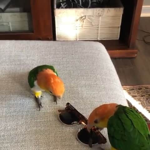 のインスタグラム：「Double trouble! Meet Goober and Mouse (@goober_and_the_mouse), a pair of rescue caique parrots who run their house. 😈😈⁣ ⁣ “They are very mischievous, playful and temperamental at the same time,” says Goober and Mouse’s human Makaye. “If you argue with them, you will lose.” #WeeklyFluff 😂⁣ ⁣ Video by @goober_and_the_mouse」