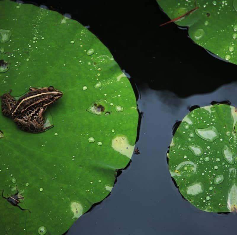 Black Jaguar-White Tiger さんのインスタグラム写真 - (Black Jaguar-White Tiger Instagram)「“The Ancient Pond. A Frog jumps. Plop...” - Basho  This is a Haiku by Master Basho. A Haiku is a poem written by a Buddha that contains a key to Enlightenment within very few words. Again, naming my craziest kid after a Master that asks you to jump into Eternity never to return was very accurate of Papa Bear. Haikus, just like every true Sacred Scripture can only be understood Existentially by someone that has transcended the mind, logically and/or philosophically, they can be understood by almost everyone, but only a Buddha will understand them Existentially because he or she is the living testament of that Haiku or Sacred Scripture. There are some statues of Buddha laying down on his side holding his head with his hand, you know what he is doing? He is waiting for you to jump, he’s on the other side waiting for you to take that leap. Literally. From being to not being, that’s what that jump represents. And the Buddhas from the past, present and future have been waiting for you to jump. Eventually, you’ll make the jump, it’s unavoidable, so why wait? You’ve been here for countless lives postponing it, but the joke has to end at some time. The pond represents Infinity, the Frog, you, and the plop is just the sound left behind. A Buddha is not a person but a presence, the body is just the inertia of habit waiting to fall, but the ultimate has realized itself once again. Plop... #PapaBearChronicles #Basho #BabyBashoBJWT」7月27日 6時30分 - blackjaguarwhitetiger