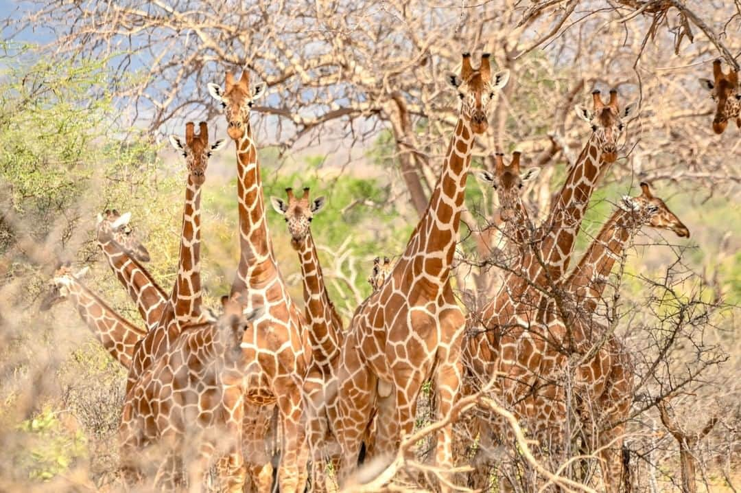 ナショナルジオグラフィックさんのインスタグラム写真 - (ナショナルジオグラフィックInstagram)「Photo by Ami Vitale @amivitale | A tower of reticulated giraffes seek shelter under trees in the shrubby landscape of the 850,000-acre Namunyak Wildlife Conservancy, in northern Kenya. A distinguishing feature of the reticulated giraffe is its coat: brown-orange patches clearly defined by a network of thick and striking white lines.  Giraffes, unfortunately, are in trouble. Giraffe populations have dropped have dropped 30 percent in three decades, plummeting from approximately 155,000 in the late 1980s to about 110,000 today. Reticulated giraffe number fewer than 16,000. The decline is thought to be caused by habitat loss and fragmentation and poaching, but with the lack of long-term conservation efforts in the past, it's hard to know exactly.  Learn more, including how to help, by following @amivitale @sdzsafaripark @r.e.s.c.u.e and @giraffe_conservation  @thephotosociety @natgeoimagecollection #protectgiraffes #DontLetThemDisappear #giraffe #savegiraffes #kenya」7月27日 7時36分 - natgeo