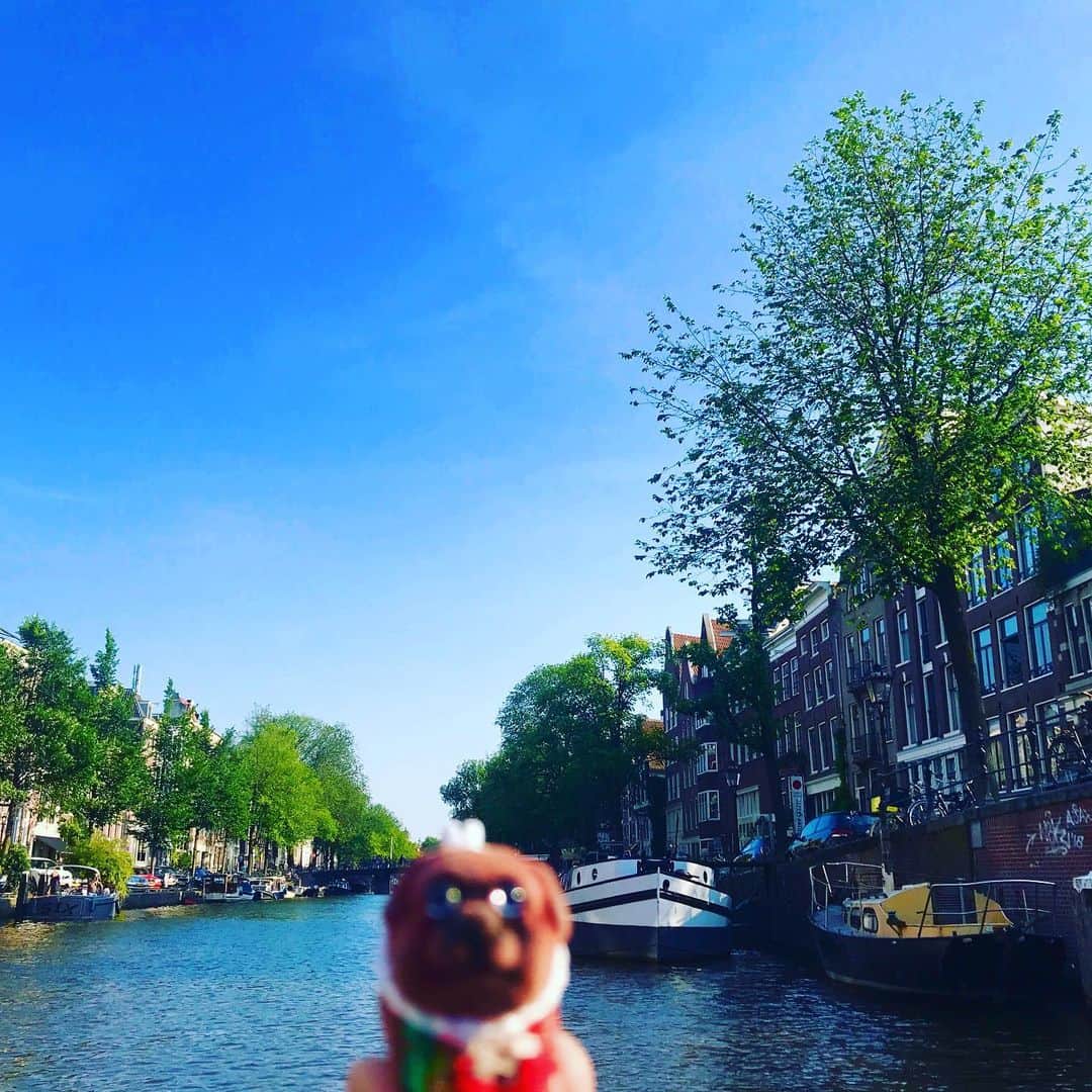 ころさんのインスタグラム写真 - (ころInstagram)「ころツーリスト in オランダ(アムステルダム)  アムステルダムの運河‼️ 街の至る所に運河が張り巡らされていました😄✨✨ 川のある街並みって素敵ですね☺️ ． ころの他の写真を見たい方はこちらから！  @koro.dottokoi .  #ころツーリスト #旅 #旅日記 #旅スタグラム #旅すたぐらむ #トラベラー #旅に出たい #旅の記録 #旅好き #旅写真 #旅行好き #旅したくなるフォト #旅フォト #マイトリ #旅行大好き #わんこ #ぬいぐるみ #ぬいどり #ぬい撮り写真部 #マイトリップ #旅の思い出 #旅の思い出 #ぬい撮り #ぬい撮りさんと繋がりたい #ぬいすたぐらむ」7月27日 13時08分 - koro.dottokoi