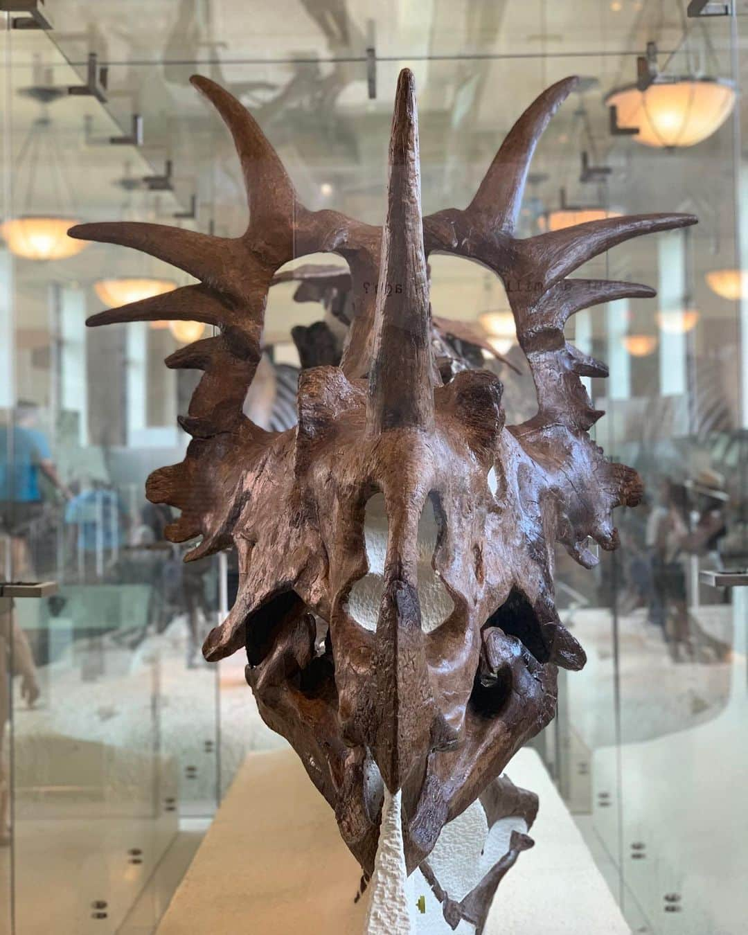 アメリカ自然史博物館さんのインスタグラム写真 - (アメリカ自然史博物館Instagram)「Meet Styracosaurus. A close evolutionary cousin of the famous horned dinosaur Triceratops, Styracosaurus had a similarly husky and brutish body, with four stout legs supporting a barrel-chested torso somewhat similar to that of a modern rhino. Styracosaurus had huge spikes sticking out from its frill, the bony collar that projects rearward from the skull. See this specimen up close in the Museum’s Hall of Ornithischian Dinosaurs! Photo: © AMNH」7月27日 13時07分 - amnh