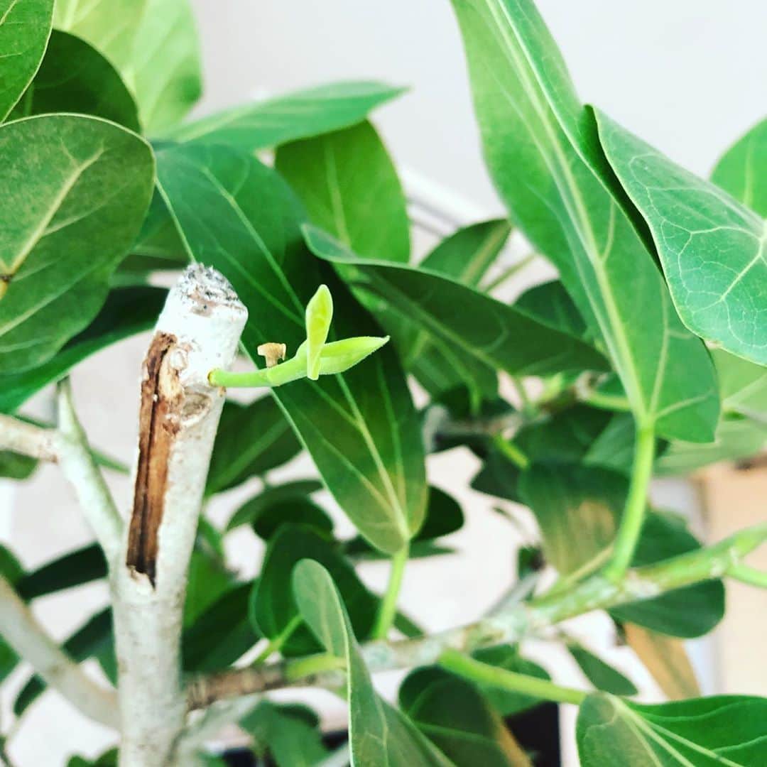 菊間千乃さんのインスタグラム写真 - (菊間千乃Instagram)「リビングの観葉植物から新しい葉っぱが😊 動物でも植物でも、こうして生命を感じられると、嬉しく元気になります💕」7月27日 7時41分 - kikuma_yukino