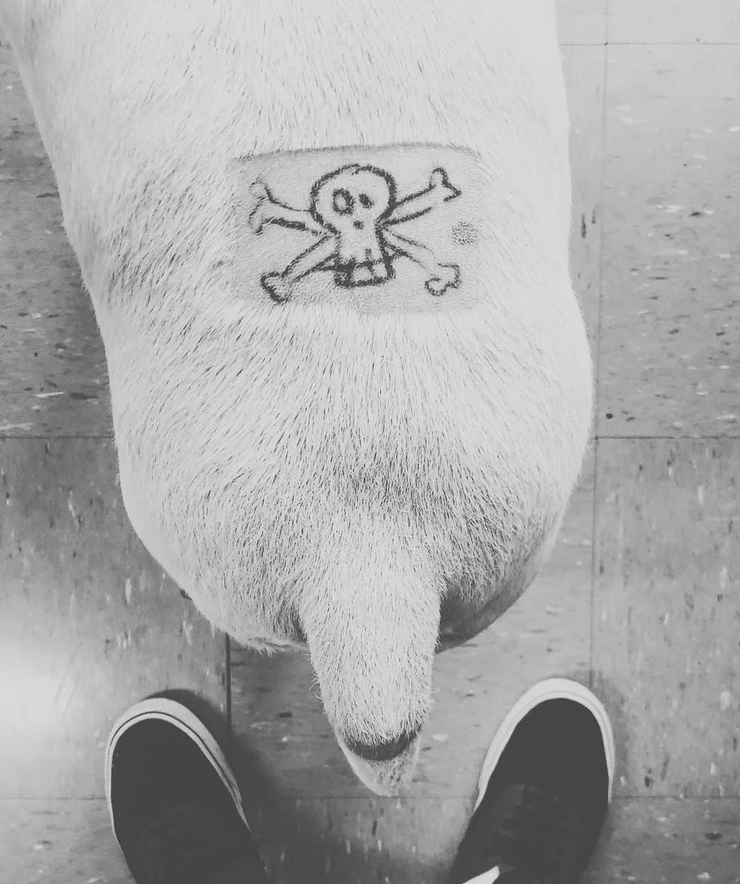 ラファエルのインスタグラム：「jimmy’s surgery was a success. I have no words to thank you to all of your comments on last post. thank you very much. we went to the office today and everybody came to hug him. This made my day. 10 years ago when people saw we walking on streets, they crossed to the other side. I didnt give a fuck, but not Jimmy. Jimmy loves people. Today he was fucking happy with a lot of people hugging him (even if I did not see this I will know, he’s smelling more than 10 different perfums). If my dog is happy, I’m happy 2 ——edit and he get a tattoo (made with sharpie) on his last anesthesia hairless spot」