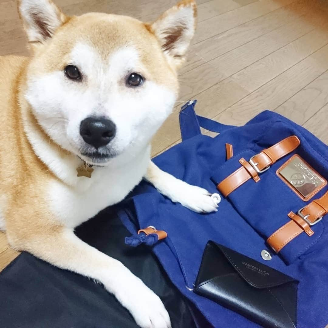 柴犬⭐️サスケさんのインスタグラム写真 - (柴犬⭐️サスケInstagram)「おはわん #柴犬#赤柴#犬ら部#🐶📷#茶助とｶﾞｽﾄﾝﾙｰｶﾞ#邪魔してくる  #お出かけの準備#すすまない#pecoいぬ部 #shibasna#柴北会 #shibagram #shibastagram #ふわもこ部 ♡ ♡ ♡ ♡ ♡ ♡ ♡ #公式サイトで15%offディスカウントだワン🐶 コード: shiba2015(期限なし) http://gastonluga.com @gastonluga #送料返送料無料だワン #GastonLuga#ガストンルーガ #バックパック #リュック#ガストンルーガリュック#今ならパスケースも貰えるワンよー」7月27日 8時36分 - shiba20150405