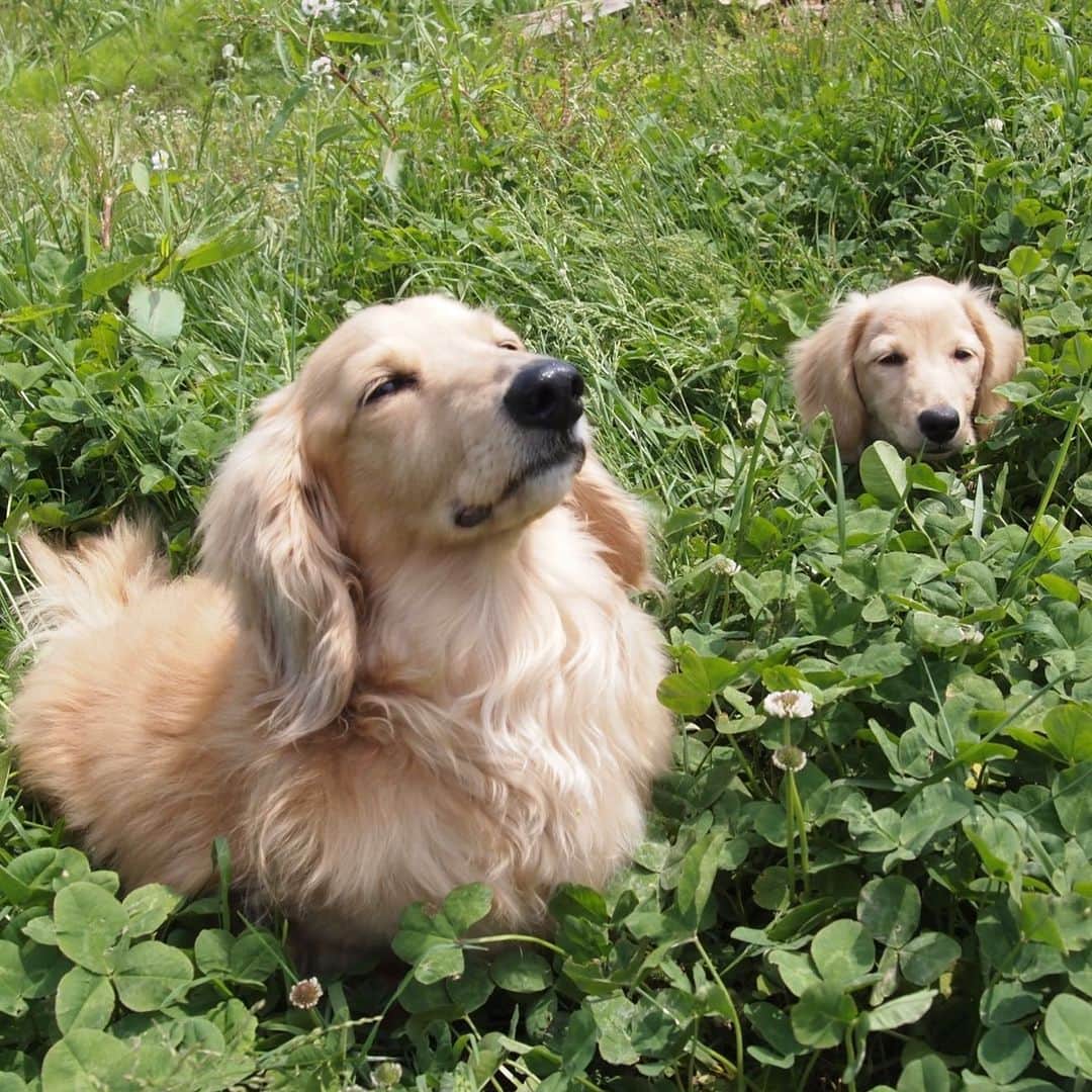 ハッチ＆ニコのインスタグラム：「Puppy Nico (4 months old) & Hatch 🐶🐶☘️ チビッコ写真を見せっこする親バカのタグ. #saturday_puppyfes  土曜日恒例パピフェスですよ～🐾. . #チビnico #pecoいぬ部 #カメラ嫌い同好会  #犬の生活が第一 #癒しわんこ #dachshund #犬バカ部 #短足部 #ふわもこ部 #tokyocameraclub #東京カメラ部」