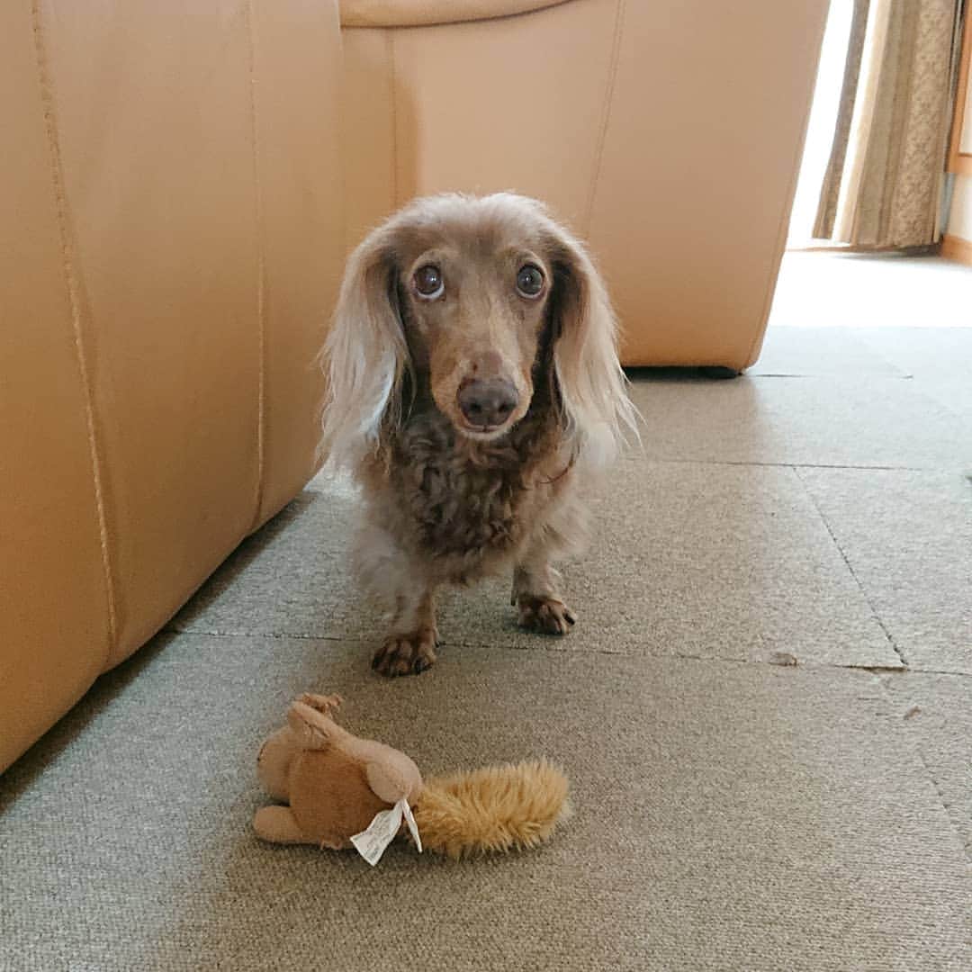くるみんのインスタグラム：「* ママ、遊ぼ💓 って、いつもリスちゃん持ってくる  #ミニチュアダックスフンド #ミニチュアダックスフント #ミニチュアダックス #イザベラタン #イザベラ #ダックス多頭飼い #ダックスフント #ダックスフンド #ダックス #わんこなしでは生きていけません会 #ワンコなしでは生きて行けません会 #いぬばか部 #いぬすたぐらむ #短足部 ##だっくす #だっくすふんど #dachshundgram #dachs #dachshund #dogstagram #all_dog_japan #east_dog_japan #instagramdog #instadachs #kyounodachs #kyounowanko #todayswanko #7pets_1day #犬のいる生活」