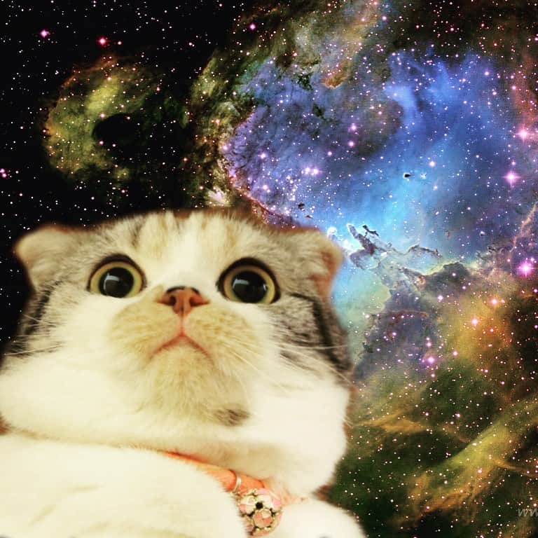 takegaeruのインスタグラム：「宇宙猫まりん✨ #宇宙猫 #spacecat  #cat #scottishfold #猫 #スコティッシュフォールド #三毛スコ友の会」