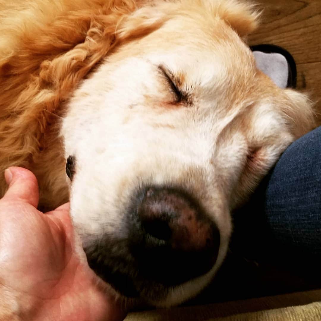 小錦千絵（TAUPOU）さんのインスタグラム写真 - (小錦千絵（TAUPOU）Instagram)「Family day♥️ #ドッグライフ #ゴールデンレトリバー #犬好きな人と繋がりたい」7月27日 9時22分 - taupou52