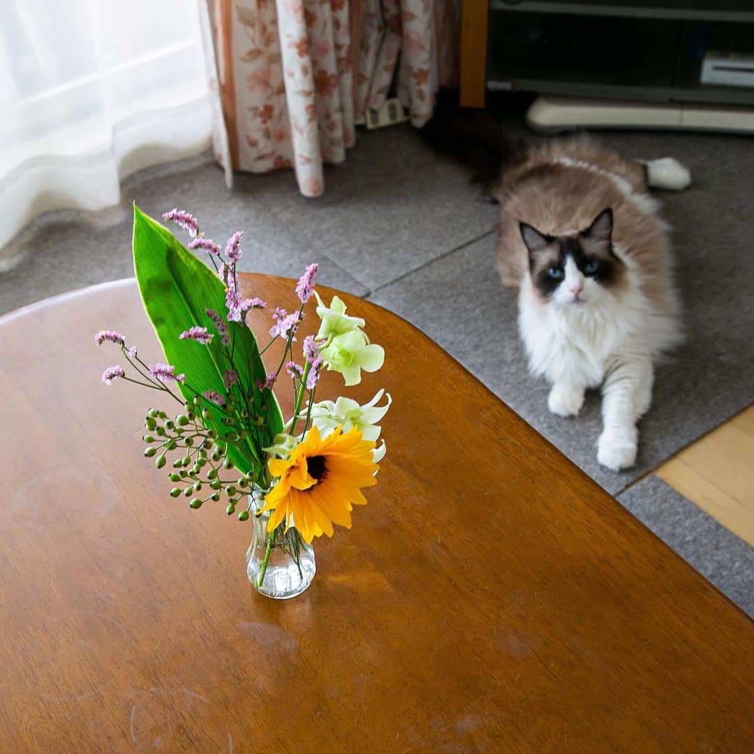 ホタテ＆クラム＆シラスさんのインスタグラム写真 - (ホタテ＆クラム＆シラスInstagram)「梅雨明けまでもう少し、雨も続いたりしていますが、お部屋に花があるとそこから華やかになりなんだかホッとしますよね。猫たちも草花の香りは好きなので、なんだか楽しそう^ ^  #おうちイロドリ #bloomeelife  こちらは毎週500円〜でお家にお花が届くサービスで、下記のクーポンコードを利用されると初回が無料になります、是非^ ^ *** クーポンコード：msy1515 ※有効期限：2019年8月31日  https://bloomeelife.com/  @bloomeelife  #cat #neko #ScottishFold #猫 #ねこ #スコティッシュフォールド #ラグドール #Ragdoll #blackcat #黒猫 #flower  そして投稿者MSY1515より…  猫＋花のコラボでありがたいご心配のお言葉をいた抱いております、当方では猫に対する植物の毒性などは細心の注意を払っておりますのでご安心ください、ご心配を本当にありがとうございます^^ I treat it considering the toxicity of the plant to the cat so please rest assured.」7月27日 9時26分 - msy1515